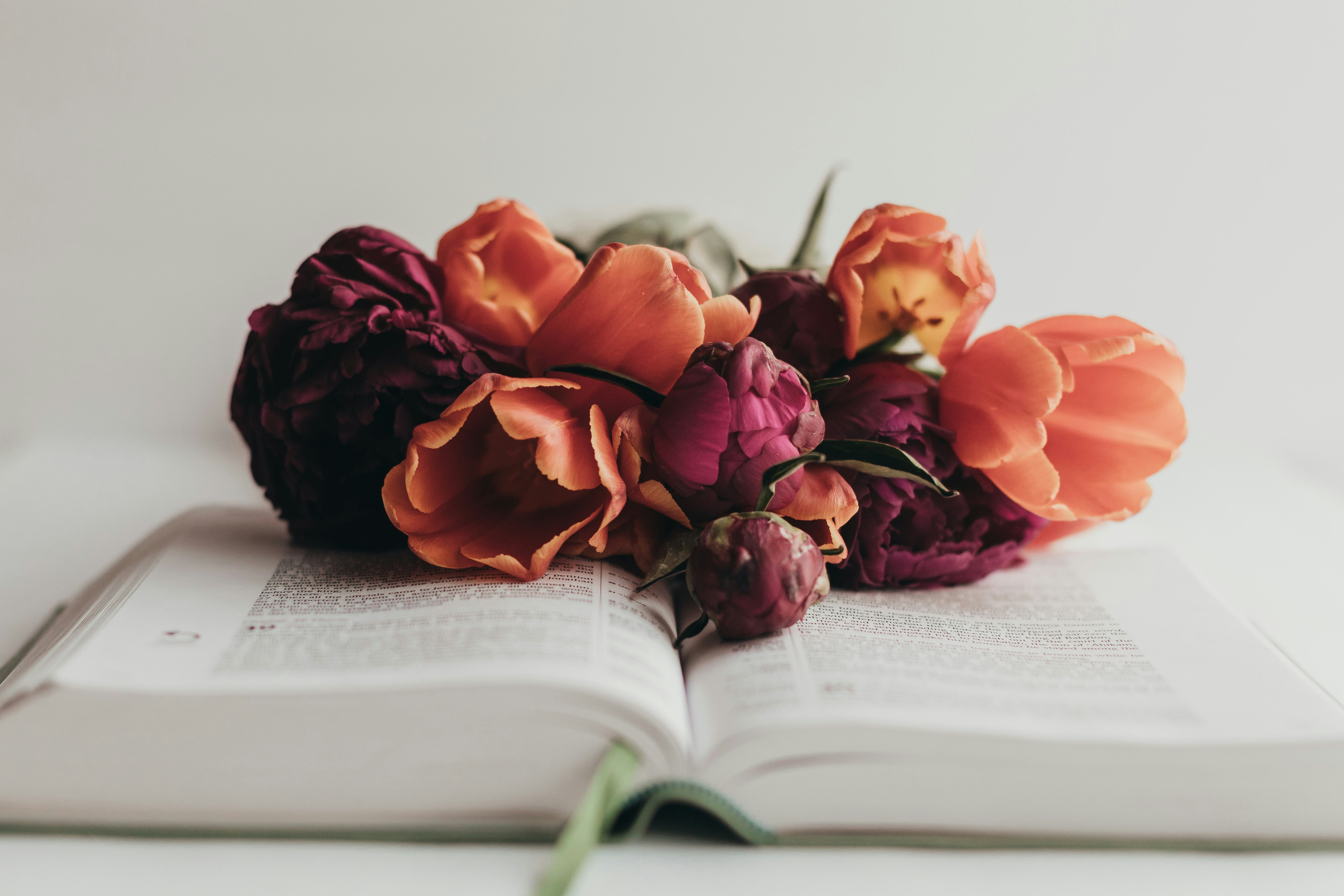 red roses on book page